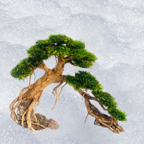Bonsai Aquascape CAVE, Miniatur-Aquariumzubehr - Etsy sterreich