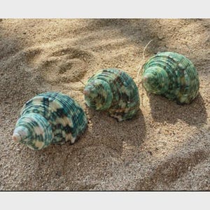 Puede incluir: Tres conchas marinas en espiral, con tonos turquesa, verde y crema, descansan sobre arena. Las conchas tienen una superficie texturizada y están dispuestas en un patrón triangular. La imagen muestra la belleza natural de las conchas.