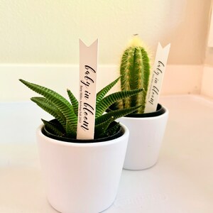 Baby Shower Succulent Tags I Baby In Bloom Plant Tags | Baby Shower Favors | Plant Favors I Baby Shower Plant Tags