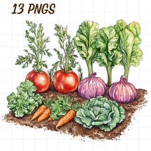 May include: Watercolor illustration of a garden bed with various vegetables. Includes ripe red tomatoes, purple onions, carrots, lettuce, and a cabbage. The image has the text "13 PNGS" in the upper left corner.