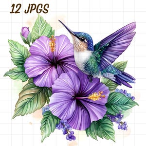 12 Tropischer Kolibri Clipart, Aquarell Hibiskus, Lila rosa rote Blume JPG, Blumenblüte, bunte Vogelwelt, lebendiges botanisches