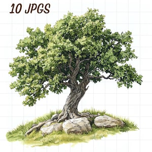 Lot de 10 cliparts de chêne, JPG nature, plante verte, colline aquarelle, rochers de jardin, botanique sacrée, feuilles persistantes mythiques, arbuste de la forêt