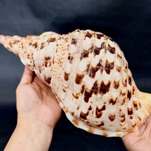 May include: A large, intricately patterned seashell with a spiral shape. The shell features a cream-colored base with brown markings and a pointed tip. The shell is held in two hands against a dark background.