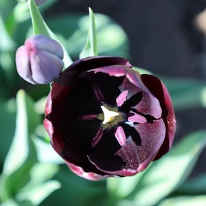 Dunkelviolette Tulpe