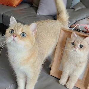 Custom Needle Felted Pet Portrait, Personalized Wool Cat & Dog Sculpture, Realistic Plush Keepsake, Pet Memorial Gift for Animal Lovers