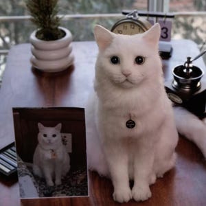 Peut inclure: Un chat blanc et duveteux aux grands yeux foncés est assis sur une surface en bois. Le chat porte une petite étiquette et se trouve à côté d'une photo encadrée de lui-même. Une petite plante en pot et une horloge sont visibles en arrière-plan.