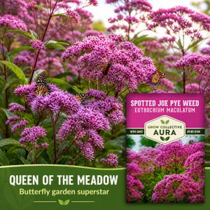 May include: A vibrant image of Spotted Joe Pye Weed with clusters of pink flowers and Monarch butterflies. The text on the seed packet reads "Queen of the Meadow" and "Butterfly garden superstar". The packet also states "Non-GMO" and "Heirloom".