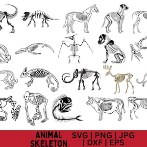 High Quality Animal skeleton SVG Bundle, Animal skeleton dxf, Animal skeleton png, Anatomy svg, Bone Print, Animal Bones svg