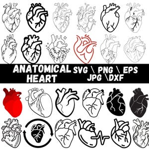 Anatomical Heart SVG Bundle: Floral Design, Medical Anatomy Cut Files (Digital Download