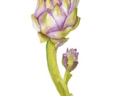 Artichoke Watercolor Painting - 11 x 14 - Giclee Print - Botanical Art