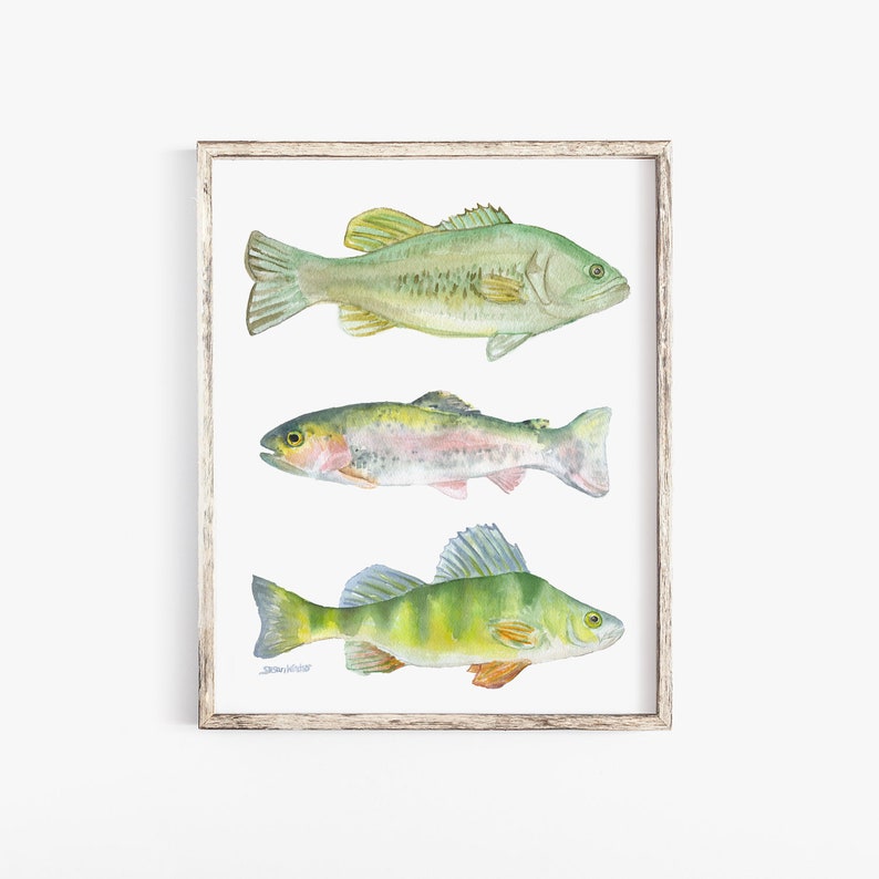 Three Fish Watercolor Print Fishing Art Fisherman Painting Bass, Trout, Perch Unframed image 1