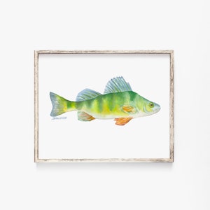 Perch Watercolor Print - Fishing Art - Fisherman Painting - Fish Unframed