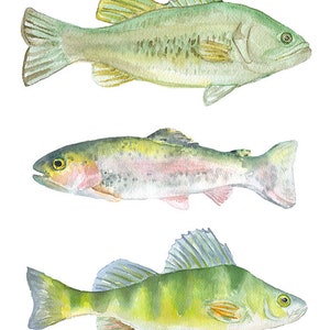 Three Fish Watercolor Print Fishing Art Fisherman Painting Bass, Trout, Perch Unframed image 2