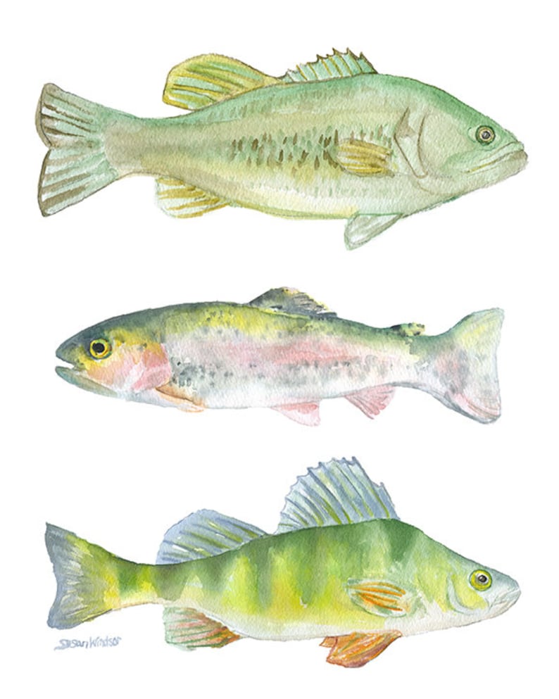 Three Fish Watercolor Print Fishing Art Fisherman Painting Bass, Trout, Perch Unframed image 2