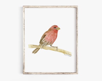 House Finch Watercolor Painting - Fine Art Giclee Reproduction - Woodland Animal Nursery Wall Decor Unframed