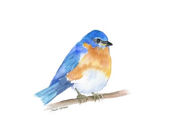 Eastern Bluebird Watercolor Painting - Giclee Print - Bird Art - Bird Watcher UNFRAMED