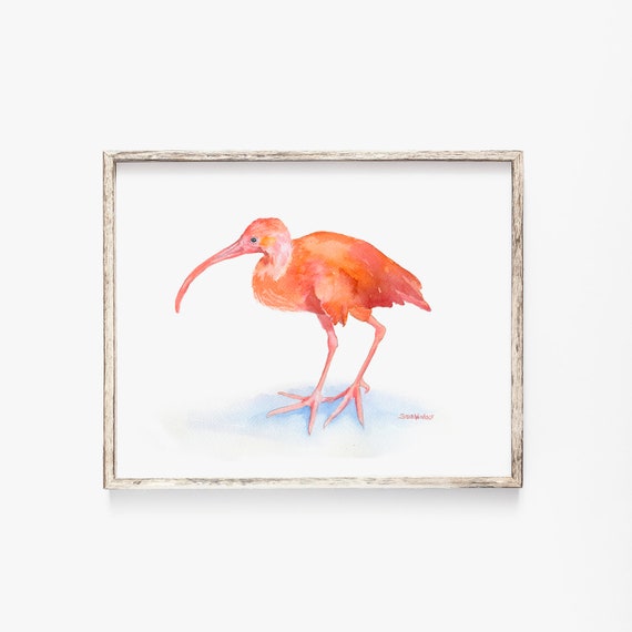 Scarlet Ibis Watercolor Painting 14 X 11 Giclee Print Etsy