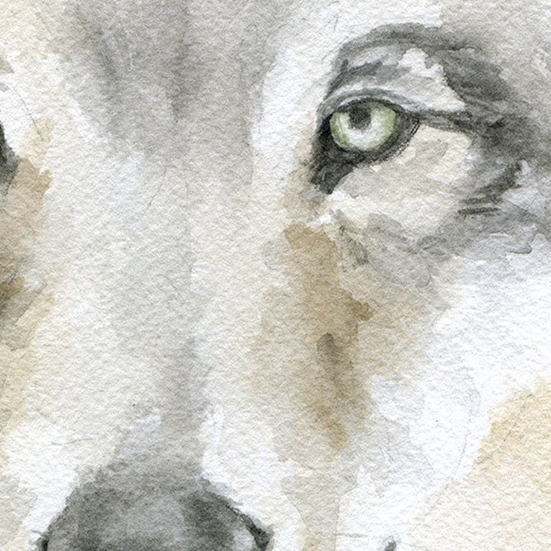 Grey Wolf Watercolor Painting Fine Art Giclee Reproduction Woodland Animal Art Print Unframed image 3