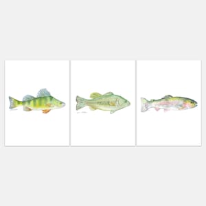Watercolor Fish Art Print Set of 3 - Largemouth Bass, Perch, and Rainbow Trout Unframed