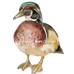 Wood Duck Watercolor Painting Giclee Print Reproduction Woodland Nursery Decor Unframed image 2