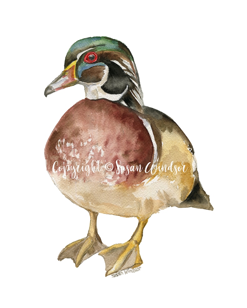 Wood Duck Watercolor Painting Giclee Print Reproduction Woodland Nursery Decor Unframed image 2