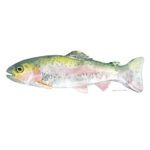 Three Fish Watercolor Print Fishing Art Fisherman Painting Bass, Trout, Perch Unframed image 4