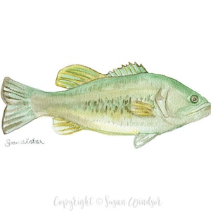 Three Fish Watercolor Print Fishing Art Fisherman Painting Bass, Trout, Perch Unframed image 3
