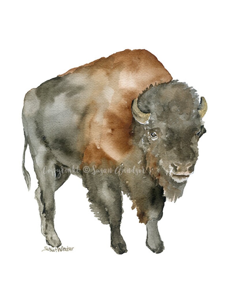 Bison 2 Watercolor Painting Giclee Print Reproduction - Western Art ...