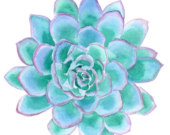 Succulent Watercolor Painting - 11 x 14 - Teal Giclee Print - Botanical