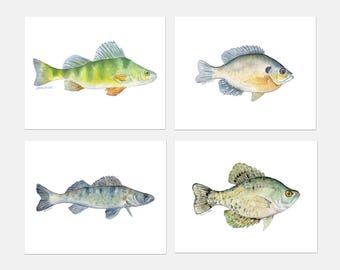 Juego de 4 láminas de acuarela con imágenes de peces: perca, dorada, lucioperca y tipo de pez crappie (sin marco).