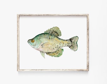 Impression Aquarelle Black Crappie - Art de la pêche - Peinture de pêcheur non encadrée