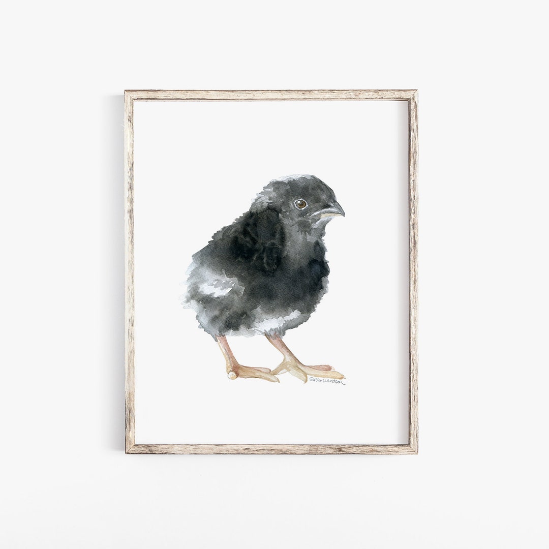 Baby Barred Rock Chick Watercolor Painting Fine Art Print Giclee Print ...