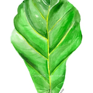 Fiddle Leaf Fig Watercolor Painting 8x10 / 8.5x11 Giclee Reproduction UNFRAMED image 2
