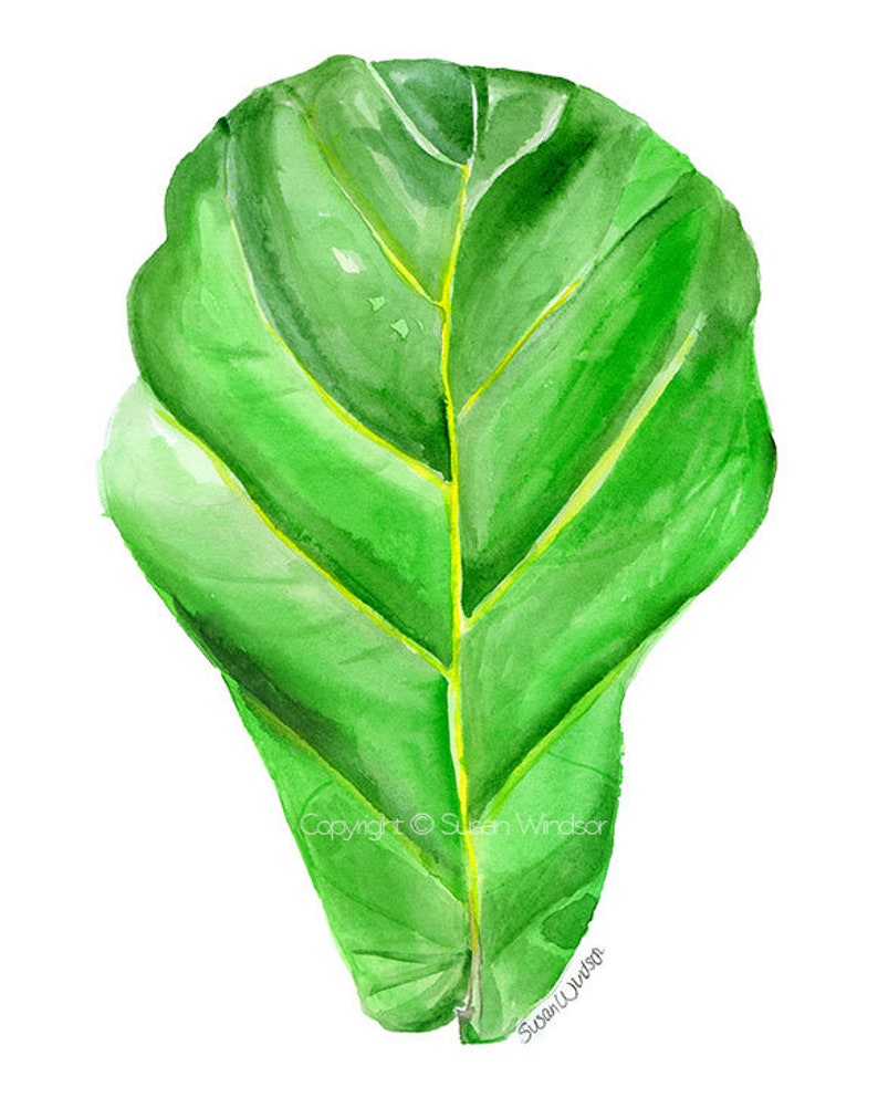 Fiddle Leaf Fig Watercolor Painting 8x10 / 8.5x11 Giclee Reproduction UNFRAMED image 2