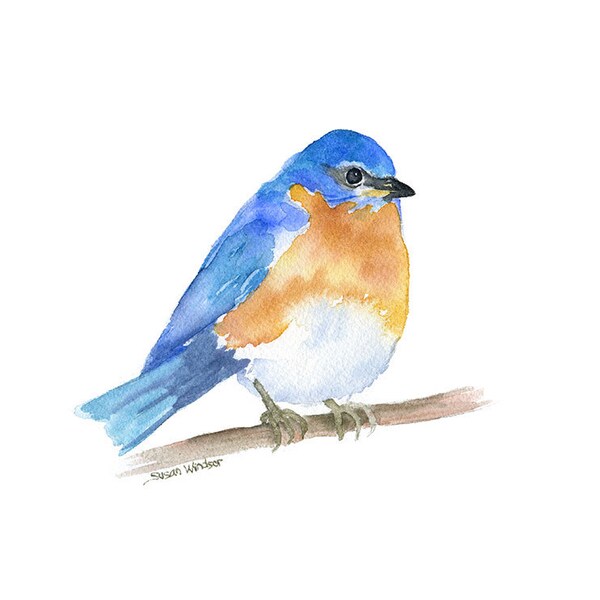 Eastern Bluebird Watercolor Painting - 11 x 14 - Giclee Print