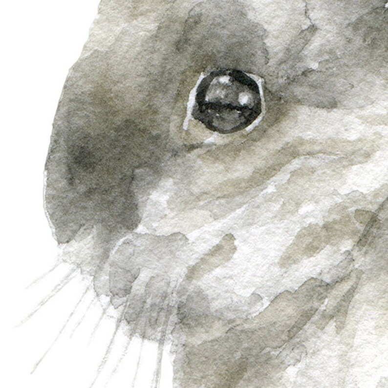 May include: Close-up of a watercolor painting of a rabbit's face. The rabbit has a large, dark eye and a soft, gray fur.