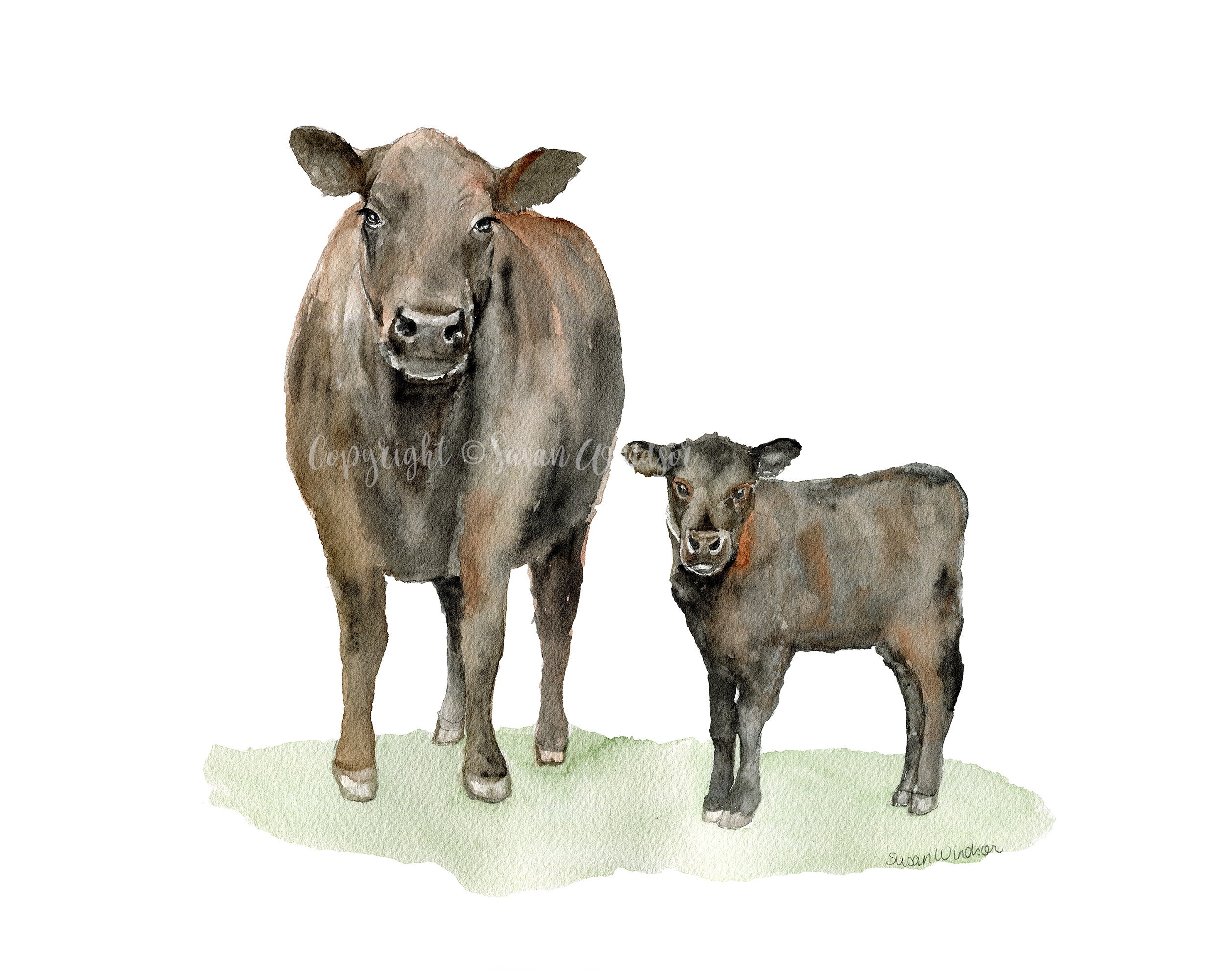 Angus Cattle Watercolor Painting Cow Fine Art Giclee Reproduction