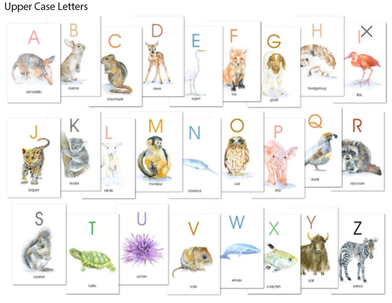 May include: A collection of 26 flashcards, each displaying an uppercase letter and a watercolour illustration of an animal. The cards are arranged in rows and columns, with the text "Upper Case Letters" at the top.
