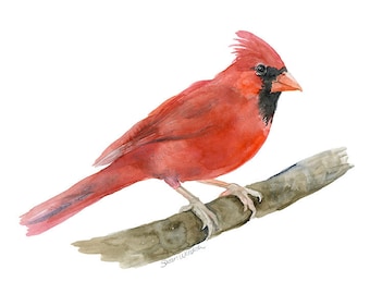 Cardinal Watercolor Painting - Giclee Print - Fine Art Print Bird Painting UNFRAMED