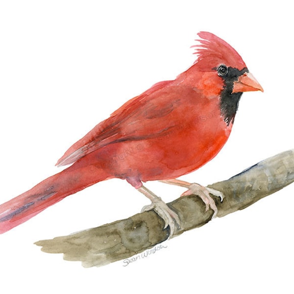 Cardinal Watercolor Painting - Giclee Print - Fine Art Print Bird Painting UNFRAMED