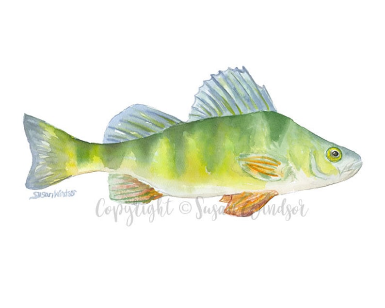Three Fish Watercolor Print Fishing Art Fisherman Painting Bass, Trout, Perch Unframed image 5