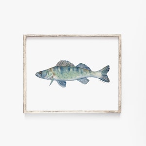 Walleye Fish Watercolor Painting Giclee Reproduction Fine Art - Fishing Fisherman Wall Art Unframed