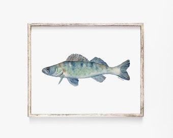 Walleye Fish Watercolor Painting Giclee Reproduction Fine Art - Fishing Fisherman Wall Art Unframed