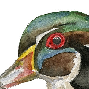 Wood Duck Watercolor Painting Giclee Print Reproduction Woodland Nursery Decor Unframed image 3
