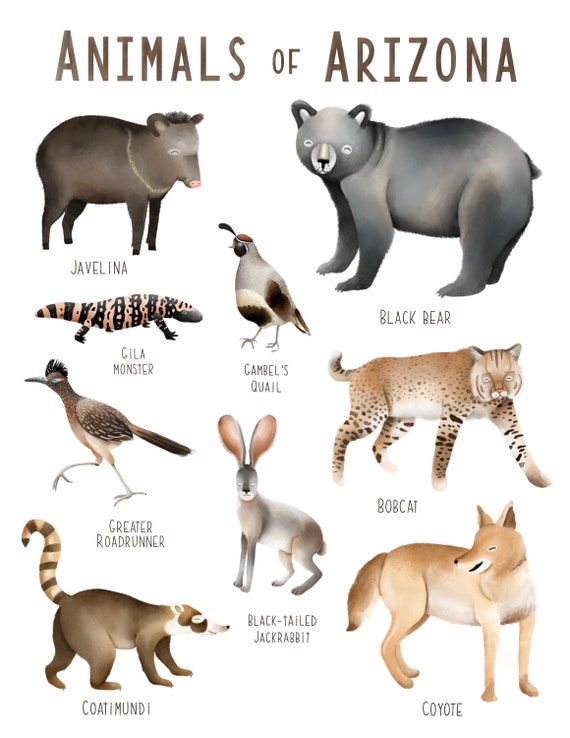 Animals of Arizona Print - Etsy Ireland Animals of Arizona Print - Etsy Ireland