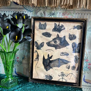 Framed Bat Anatomy Print – Aged Scientific Illustration in Vintage Frame – Gothic Dark Academia Wall Art