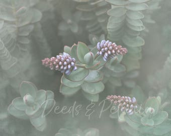 Garden Seedum Digital Download, Art Print, Nature Print, Plant Print, Leaves Photo, Instant Printable Art