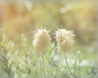 Alpine Flowers Digital Download, Mountain Flowers Print, Flowers Print, Flower Print, Flower Photo, Instant Printable Art