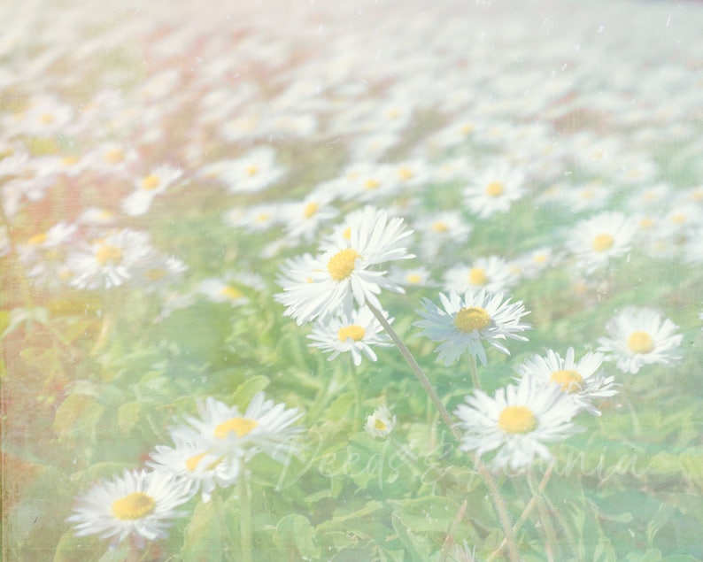 Daisy Field Digital Download, Art Print, Daisy Print, Flower Field Print, Daisies Photo, Instant Printable Art image 1