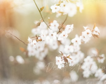 Delicate Blossoms Digital Download, Blossoms Print, Cherry Blossoms Print, Flower Print, Daisies Photo, Instant Printable Art